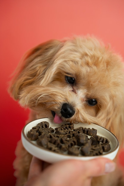 Close up on adorable pet eating