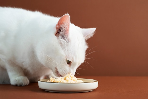 Free photo close up on adorable pet eating