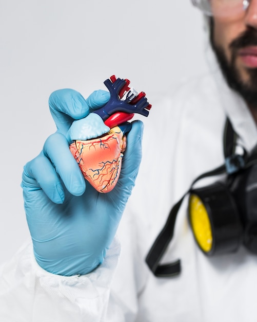 Close-up adult male holding a sample of heart