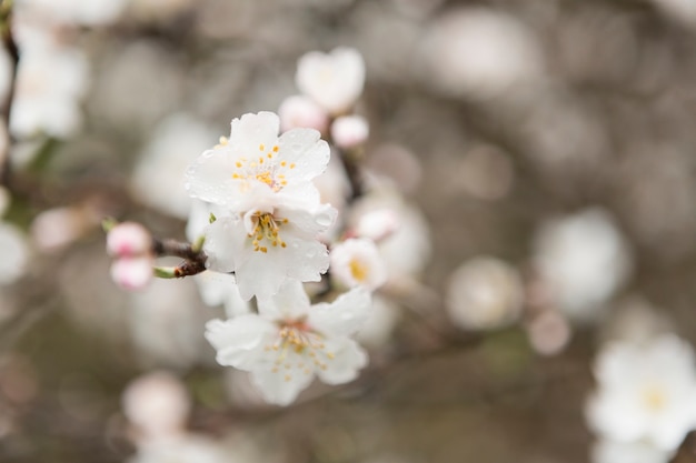 Free Photo close-up of almond blossoms with blurred background