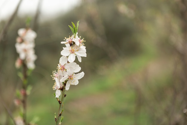 Close-up of almond blossoms