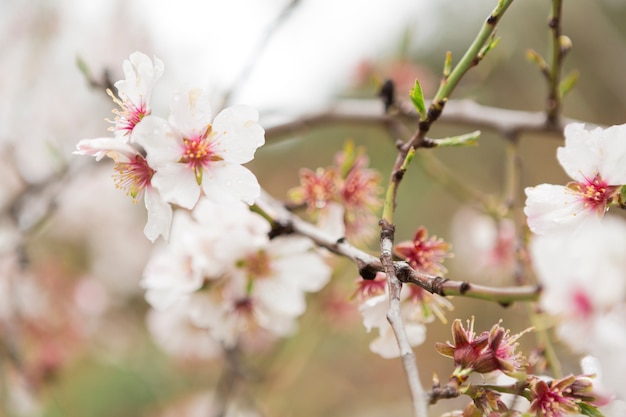 Free photo close-up of almond twigs with blossoms