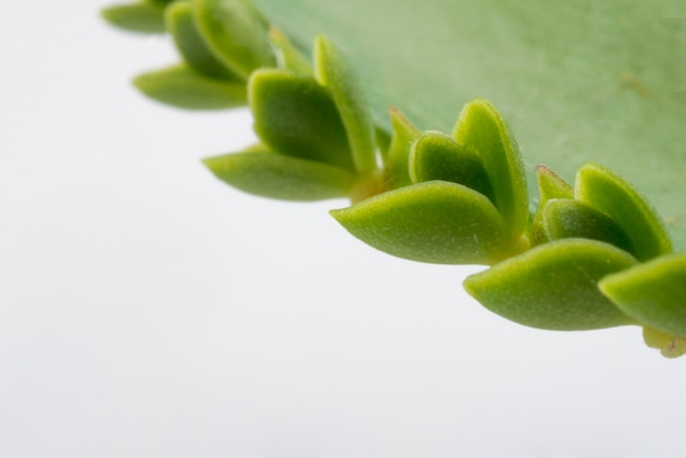 Close-up aloe vera leaf with copy space