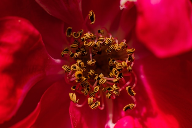 Free photo close up of anthers of the red flower where the pollen grains are visible