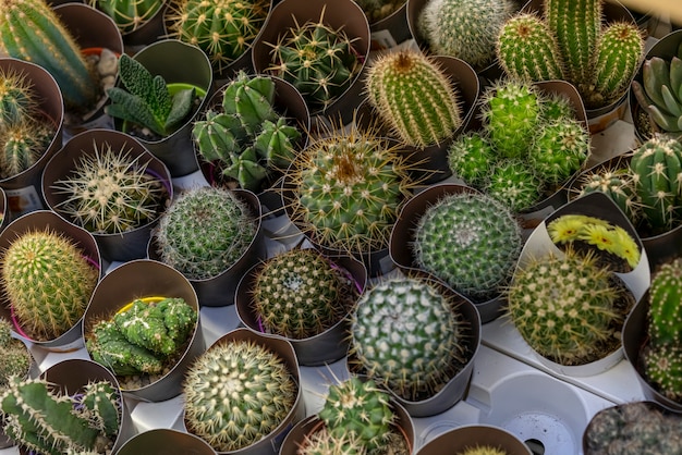 Close-up assortment of cactuses plants