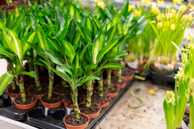 Close-up assortment of elegant house plants