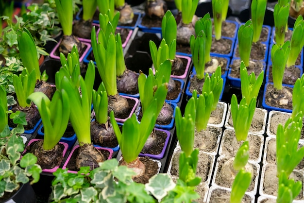 Free photo close-up assortment of house plants