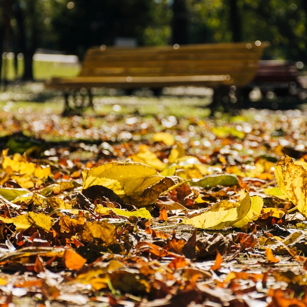 Close up autumn leaves with blurred park background