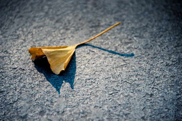 Free Photo close-up of autumnal leaf on ground