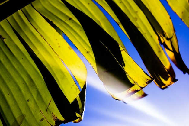 Free photo close up of banana leaves on blue sky