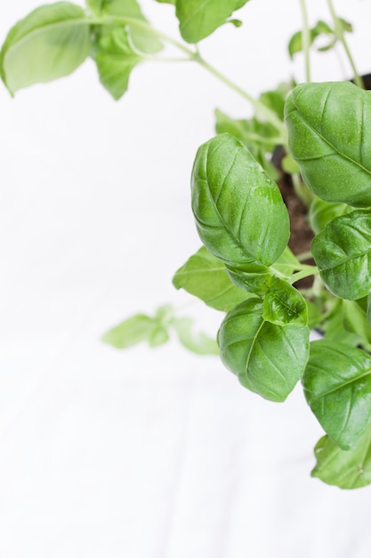 Close-up of basil leaves