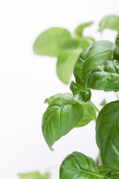 Close-up of basil plant