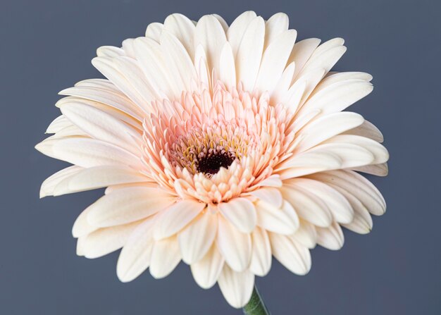 Close-up of beautiful bloomed flower