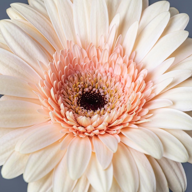 Free Photo close-up of beautiful bloomed flower