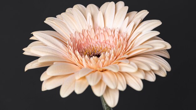 Close-up of beautiful bloomed flower