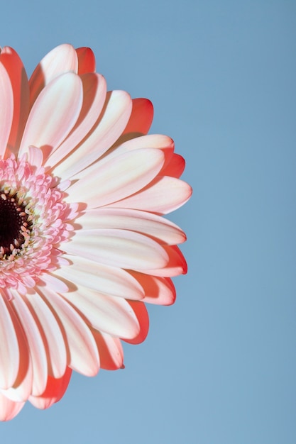 Close up on beautiful blooming flower