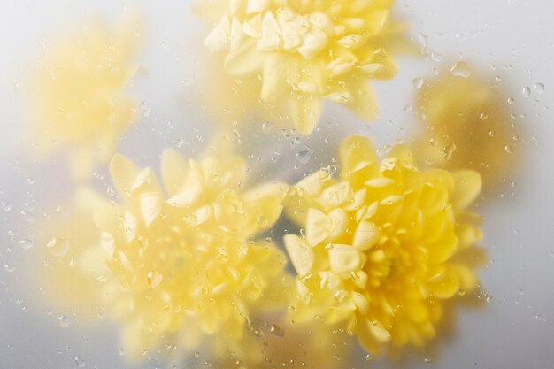 Close up on beautiful blooming flowers