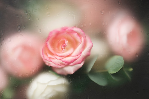 Close up on beautiful blooming flowers