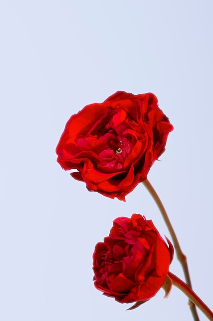 Close up on beautiful blooming flowers