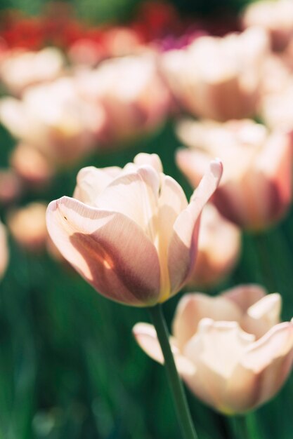 Close-up of a beautiful bright tulip flower 