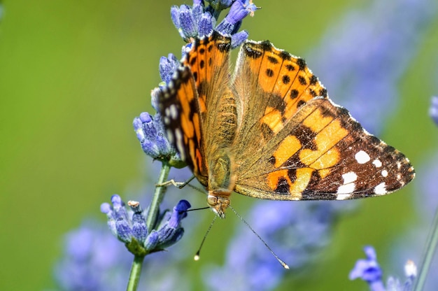 Free Photo close up  of a beautiful butterfly on a flower