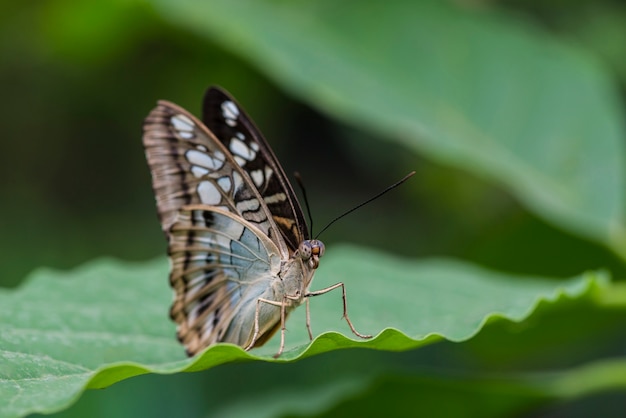 Close up beautiful butterfly on leaf