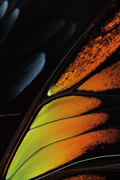 Free photo close up beautiful butterfly wing