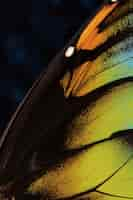 Free photo close up beautiful butterfly wing