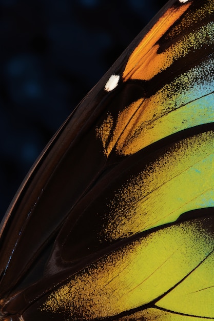 Free Photo close up beautiful butterfly wing