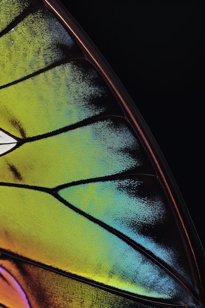 Free Photo close up beautiful butterfly wing