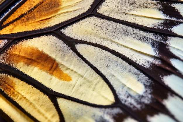 Free photo close up beautiful butterfly wing