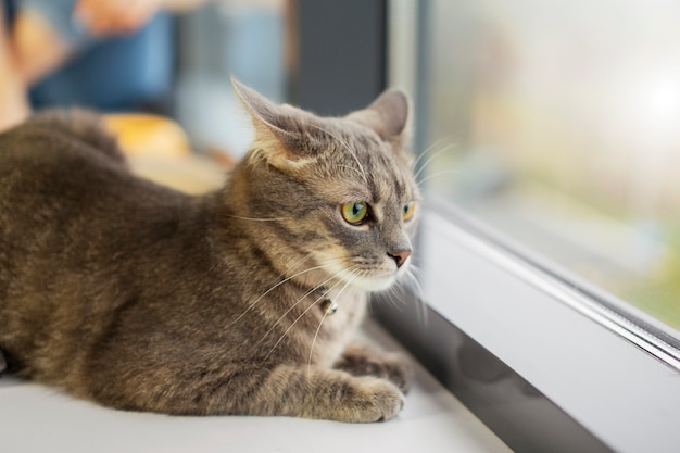 Free photo close up on beautiful cat by the window