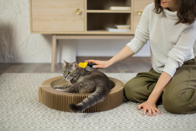 Free Photo close up on beautiful cat with the owner