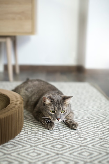 Free photo close up on beautiful cat with the owner