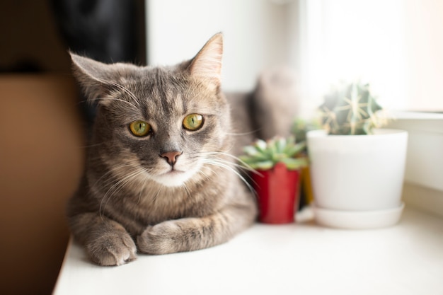 Close up on beautiful cat