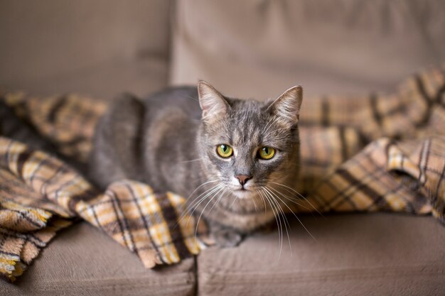 Close up on beautiful cat