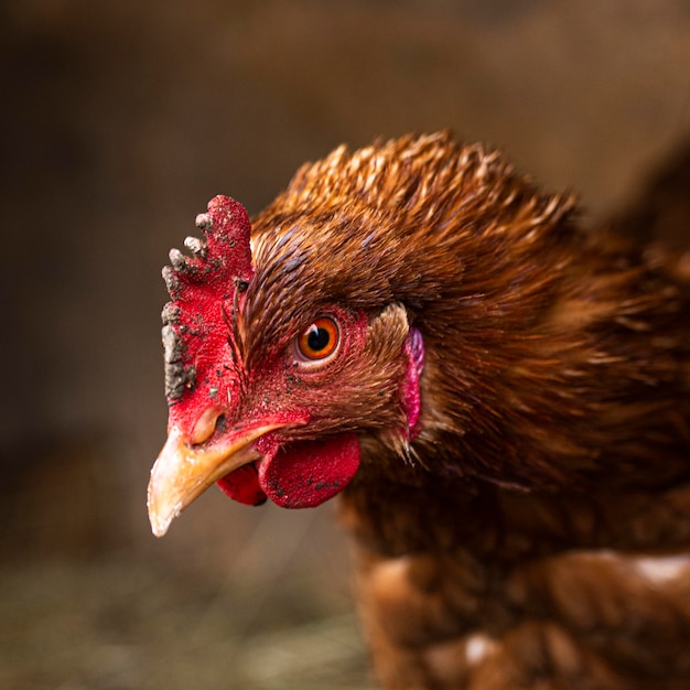 Free Photo close-up beautiful chicken country lifestyle