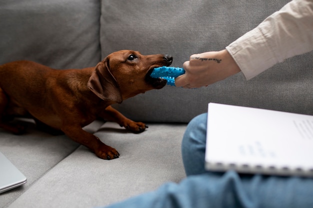 Close up on beautiful dachshund dog with chewing toy