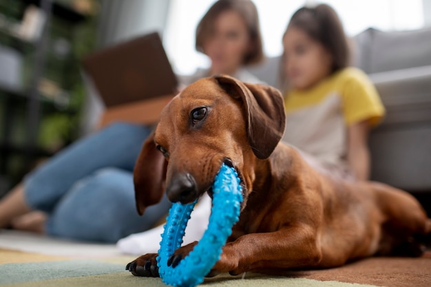 Free Photo close up on beautiful dachshund dog with chewing toy