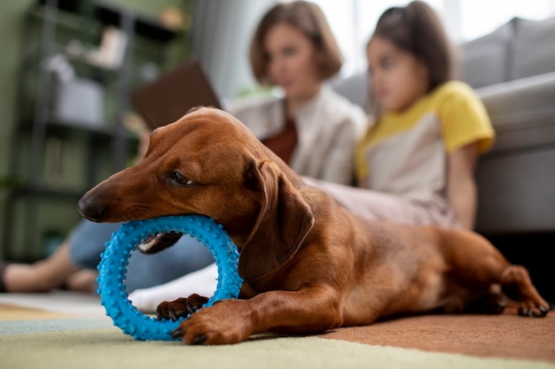 Close up on beautiful dachshund dog with chewing toy