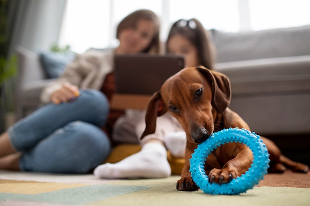 Free Photo close up on beautiful dachshund dog with chewing toy