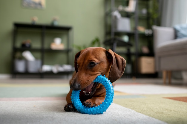 Close up on beautiful dachshund dog with chewing toy