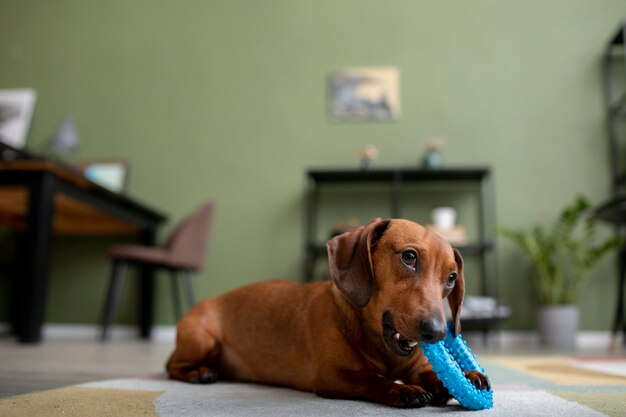 Close up on beautiful dachshund dog with chewing toy