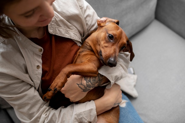 Close up on beautiful dachshund hugged by owner