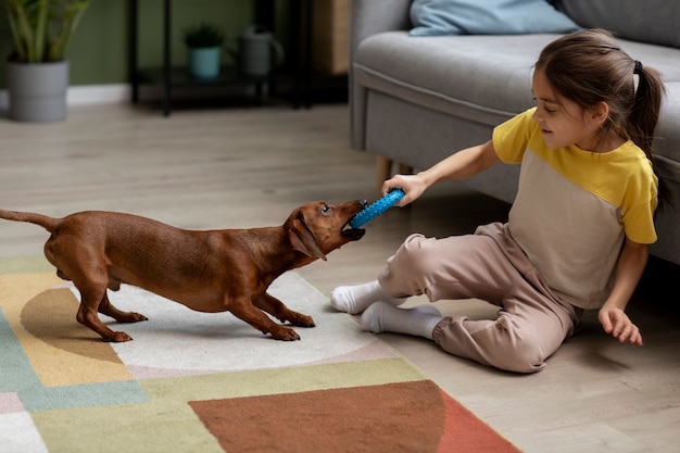 Close up on beautiful dachshund playing with kid