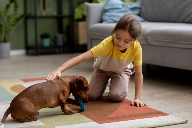 Close up on beautiful dachshund playing with kid