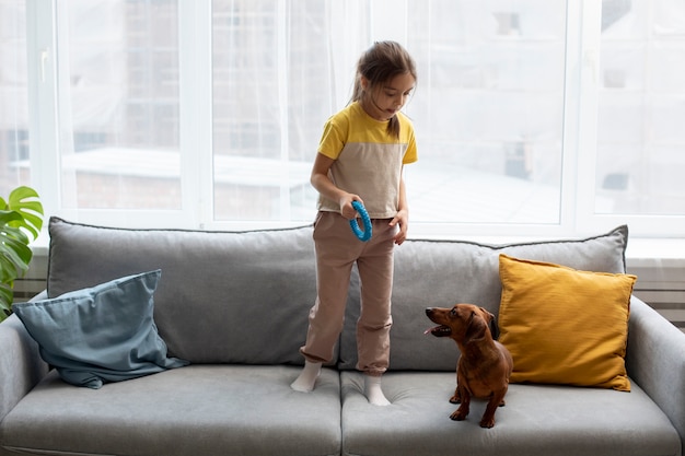 Close up on beautiful dachshund playing with kid