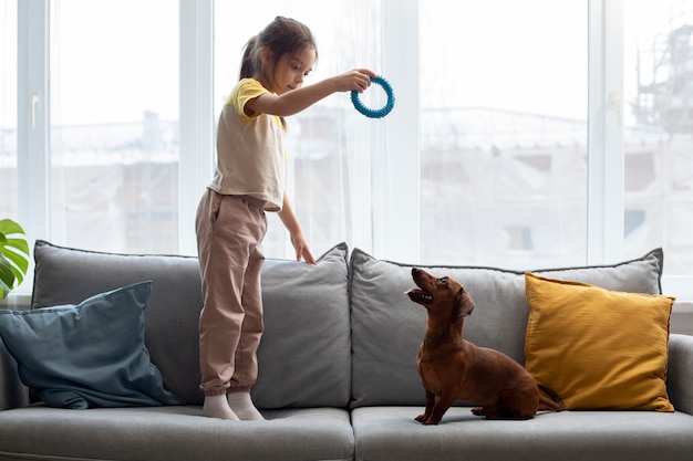 Close up on beautiful dachshund playing with kid