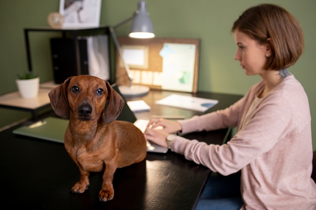 Free photo close up on beautiful dachshund spending time with family