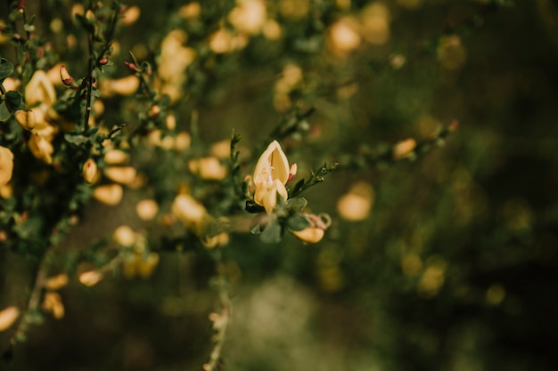 Close-up of beautiful delicate flower